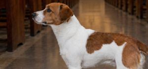 Polémica en Suiza descartan excomunión tras dar la comunión a perros en plena misa