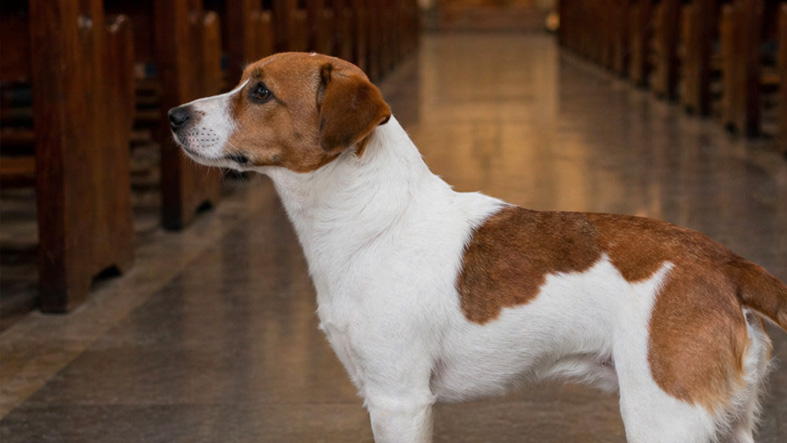 Polemica en Suiza descartan excomunion tras dar la comunion a perros en plena misa